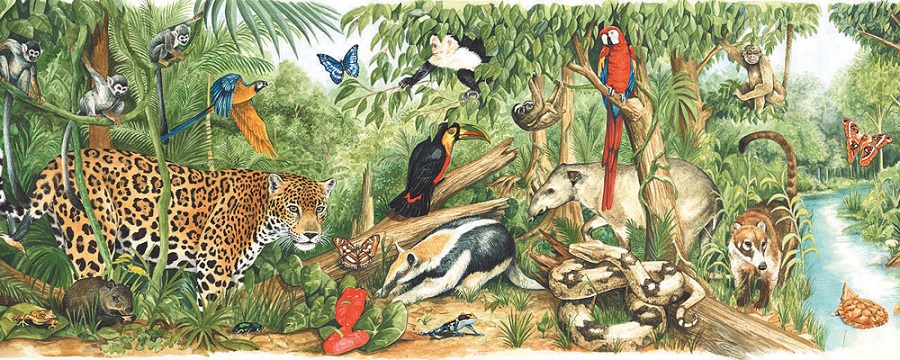 tên các con vật bằng tiếng anh