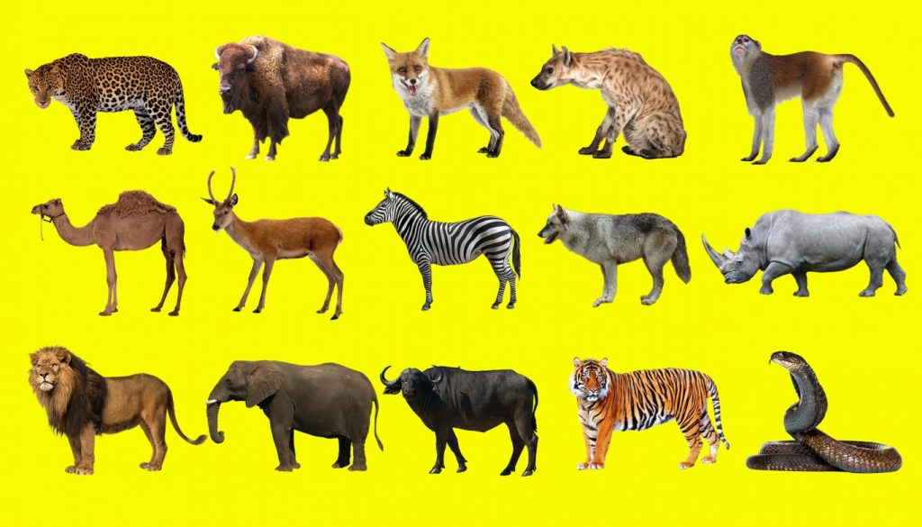 Hình ảnh các con vật bằng tiếng Anh 3