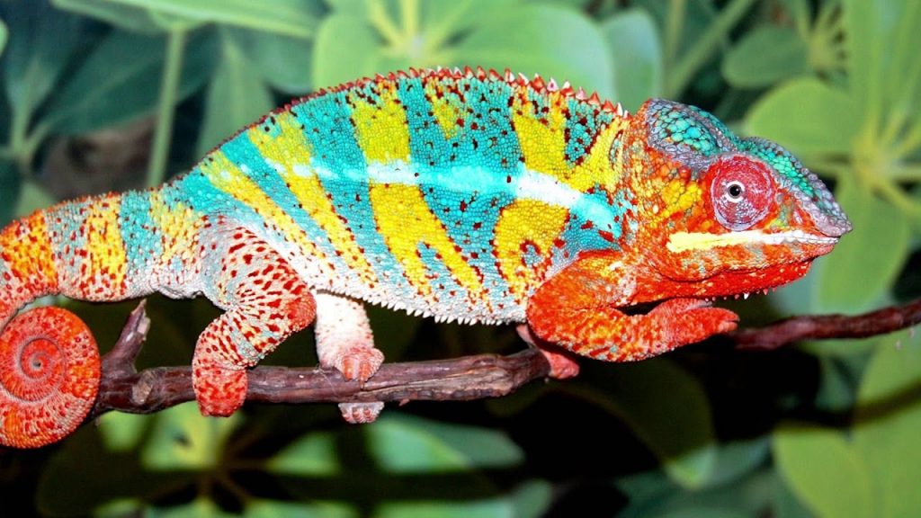 Tên các con vật bằng tiếng Anh - các loại động vật bò sát