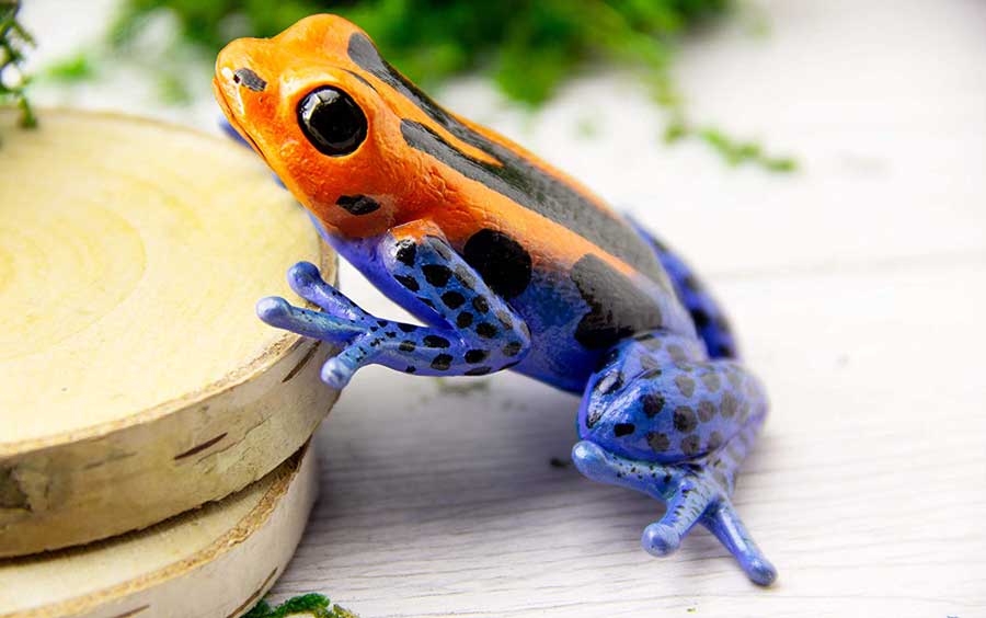 Tiếng Anh về con vật - động vật lưỡng cư