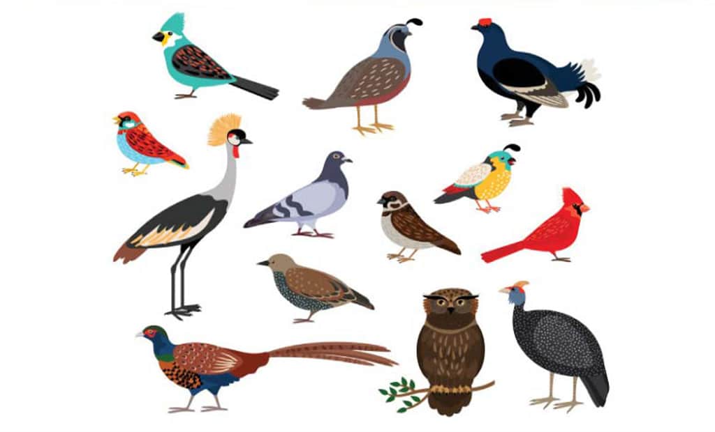 tu vung tieng anh ho chim