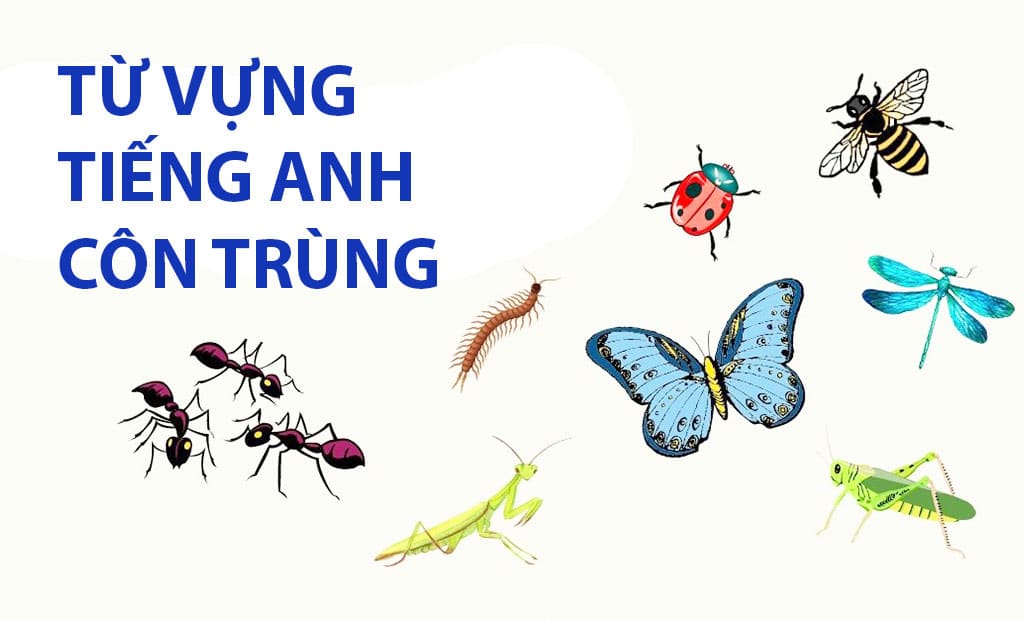 tu vung tieng anh ve con trung