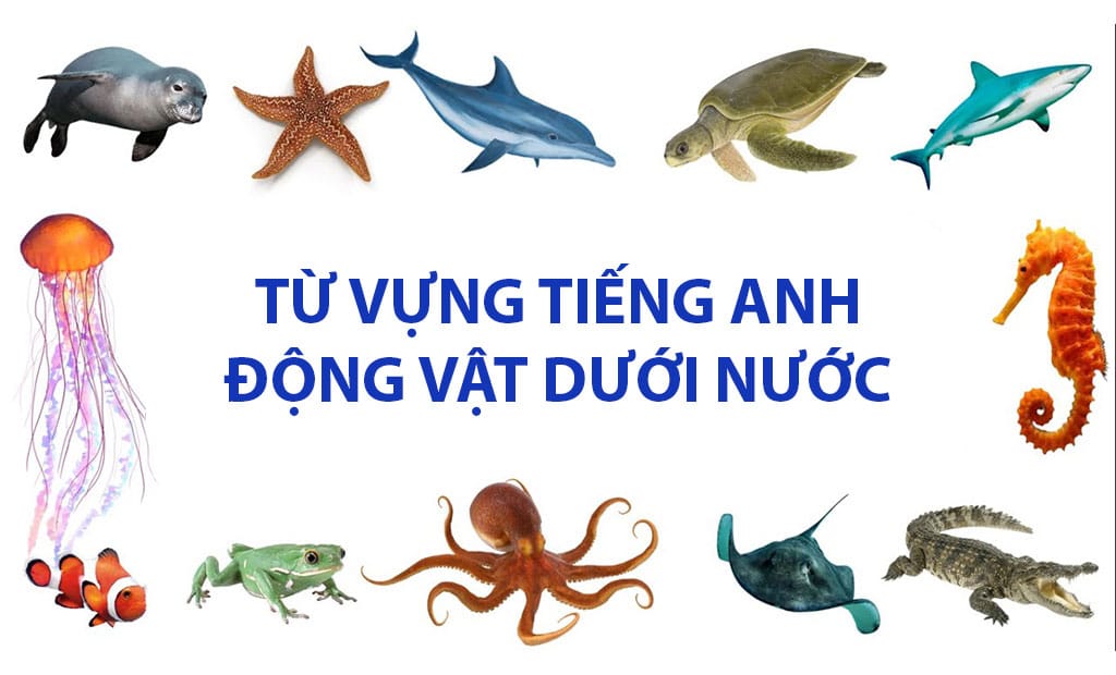 tu vung tieng anh ve con vat duoi nuoc