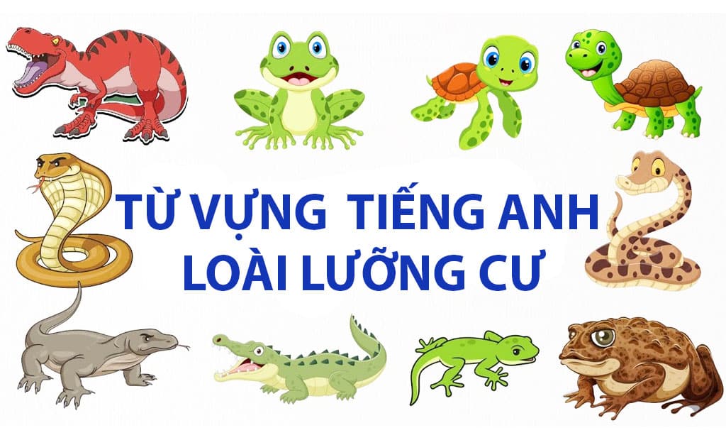 tu vung tieng anh ve loai luong cu