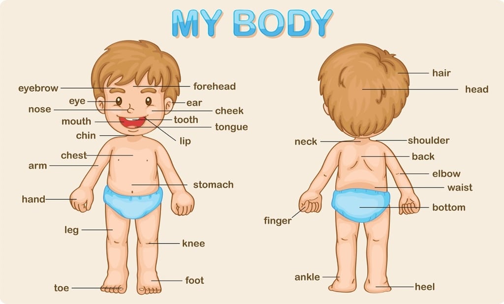 Từ vựng tiếng Anh về cơ thể con người
