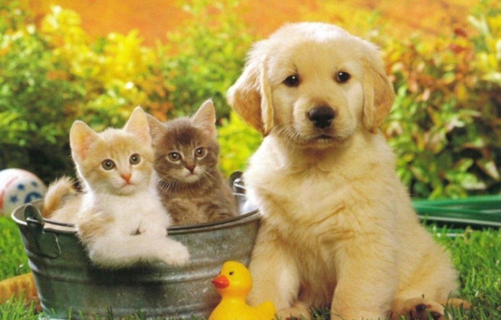 từ vựng tiếng anh chủ đề con vật nuôi